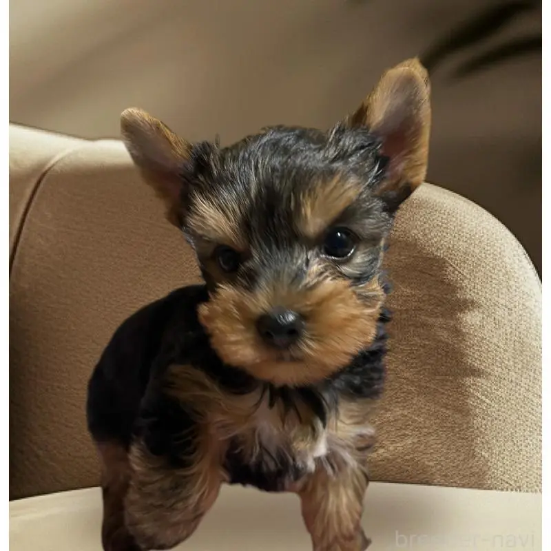 販売中の茨城県のヨークシャーテリア-455109の5枚目