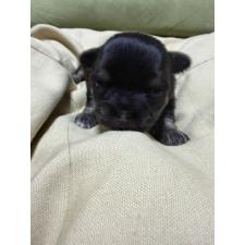 ♀︎チワワ(ロングコート)