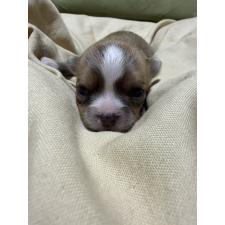 オンライン見学