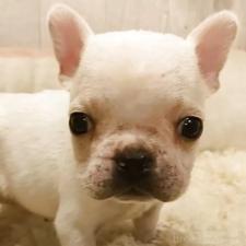 オンライン見学