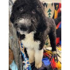 ♀︎バーニードゥードル:バーニーズ×スタンダードプードル