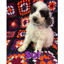 ♀︎ミディアムプードル