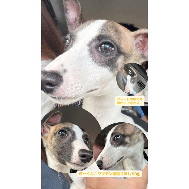 販売中の群馬県のウィペット-436879の2枚目