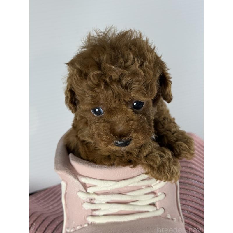 販売中の宮崎県のタイニープードル-454892の7枚目