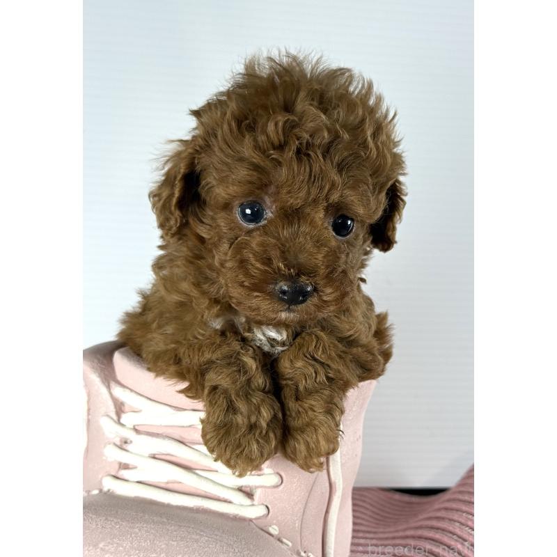 販売中の宮崎県のタイニープードル-454892の6枚目