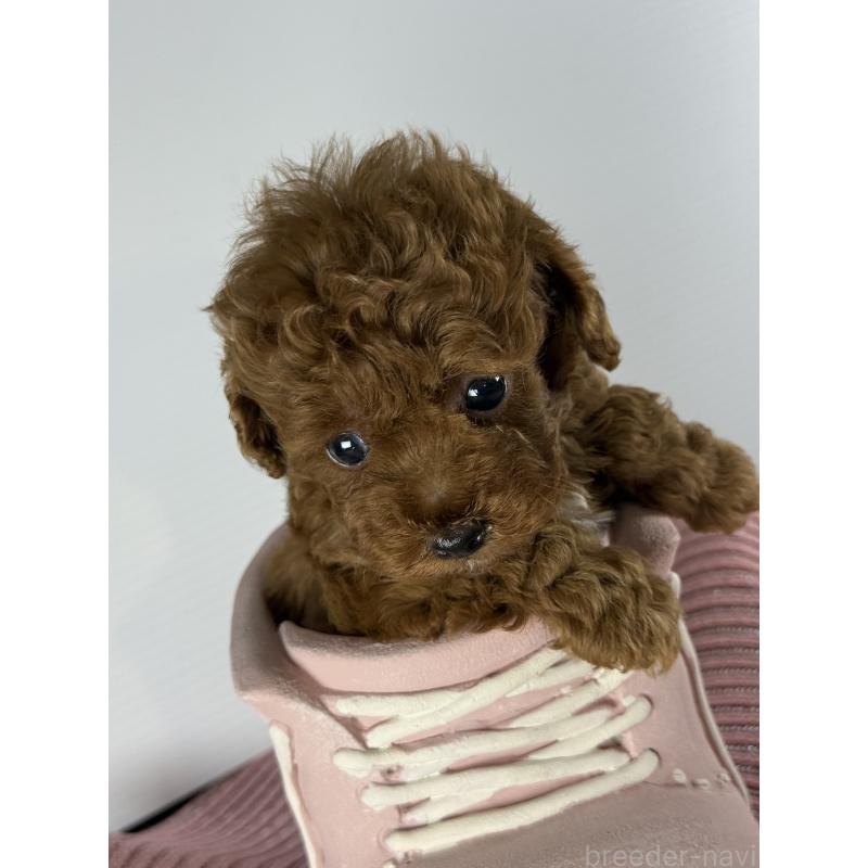 販売中の宮崎県のタイニープードル-454892の5枚目