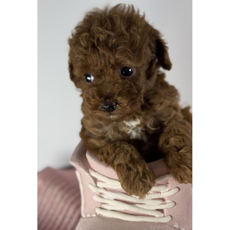 販売中の宮崎県のタイニープードル-454892の4枚目