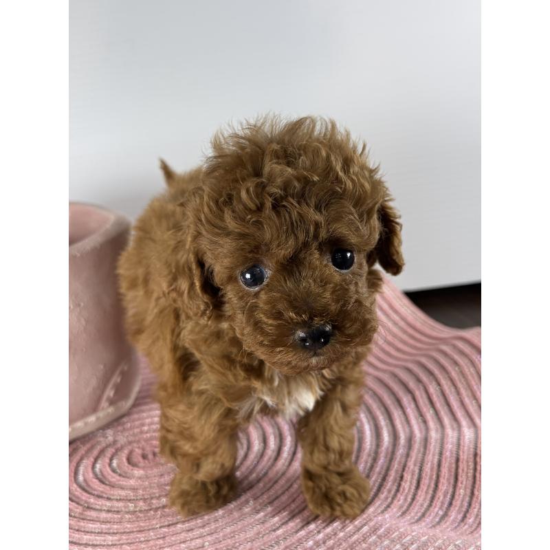 販売中の宮崎県のタイニープードル-454892の3枚目