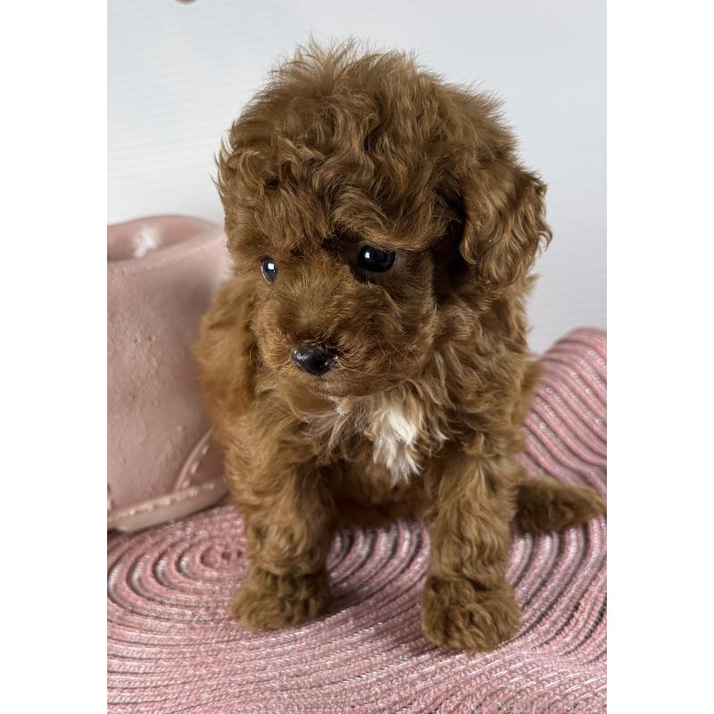 販売中の宮崎県のタイニープードル-454892の2枚目