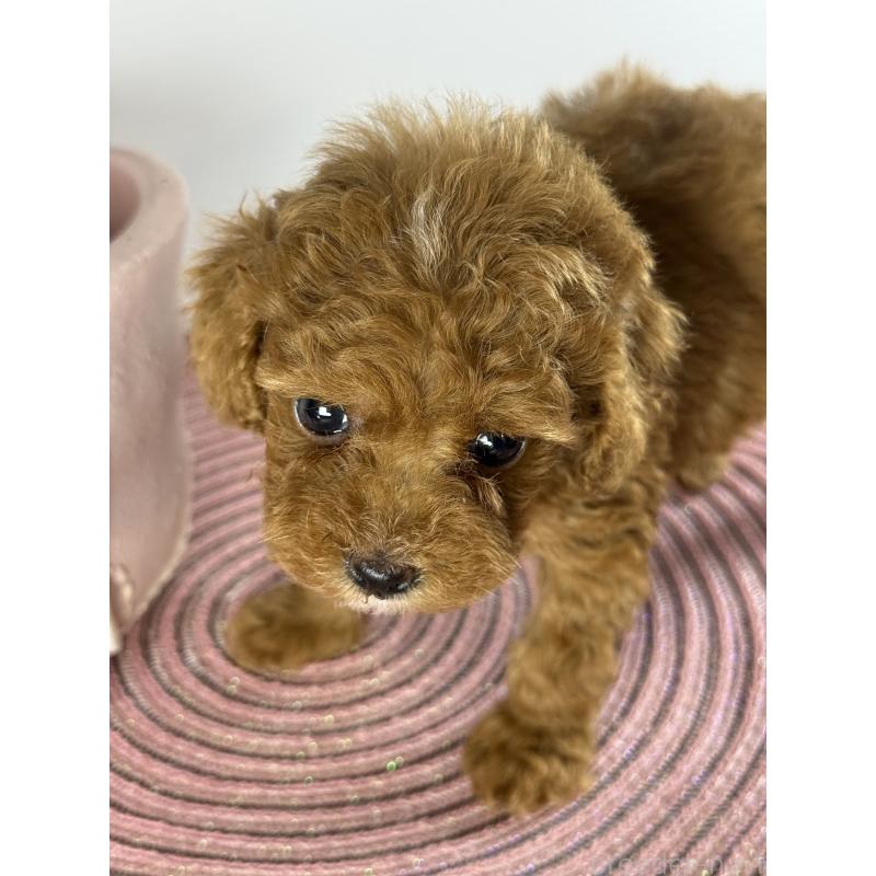 販売中の宮崎県のタイニープードル-454893の9枚目