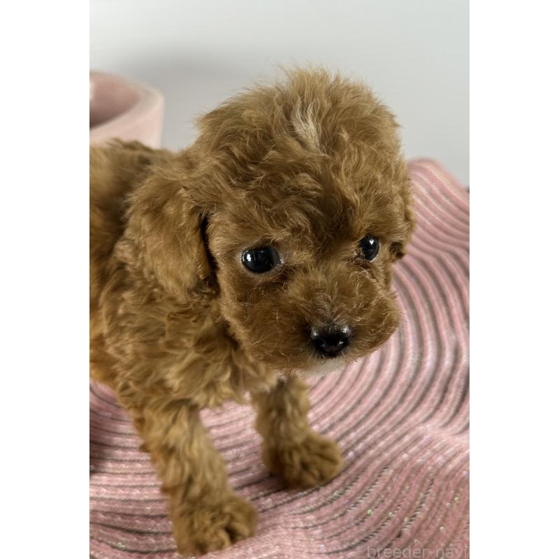 販売中の宮崎県のタイニープードル-454893の6枚目