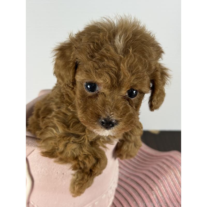 販売中の宮崎県のタイニープードル-454893の5枚目