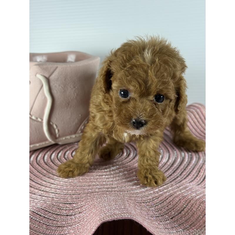 販売中の宮崎県のタイニープードル-454893の4枚目