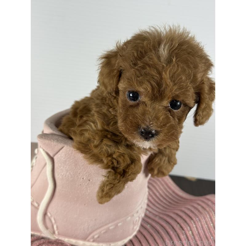 販売中の宮崎県のタイニープードル-454893の3枚目