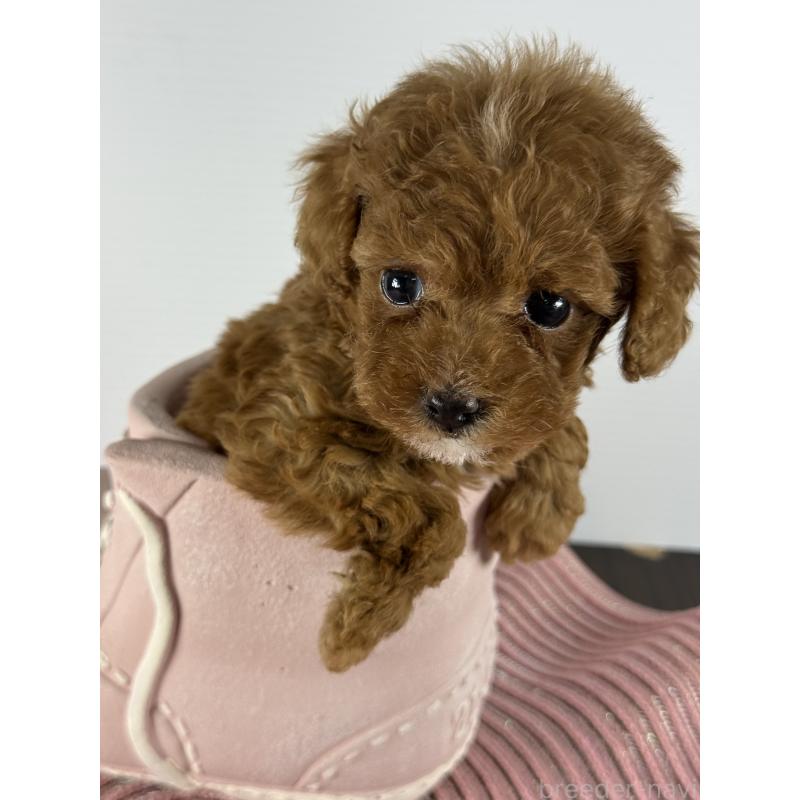 販売中の宮崎県のタイニープードル-454893の2枚目