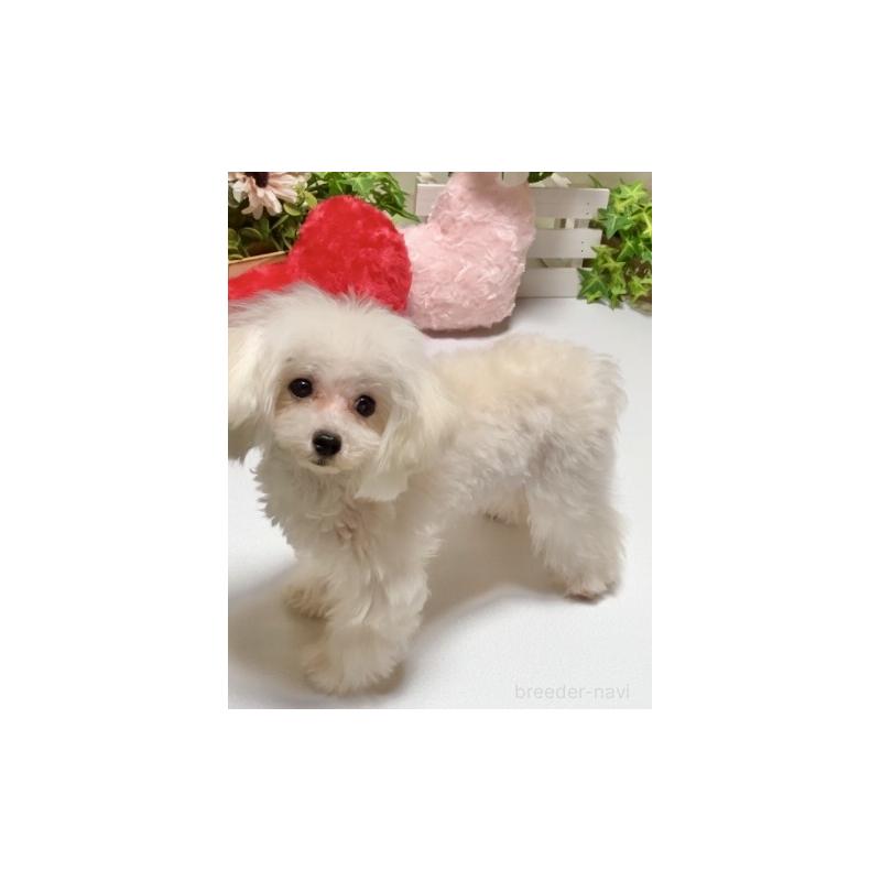 販売中の兵庫県のティーカッププードル-413258