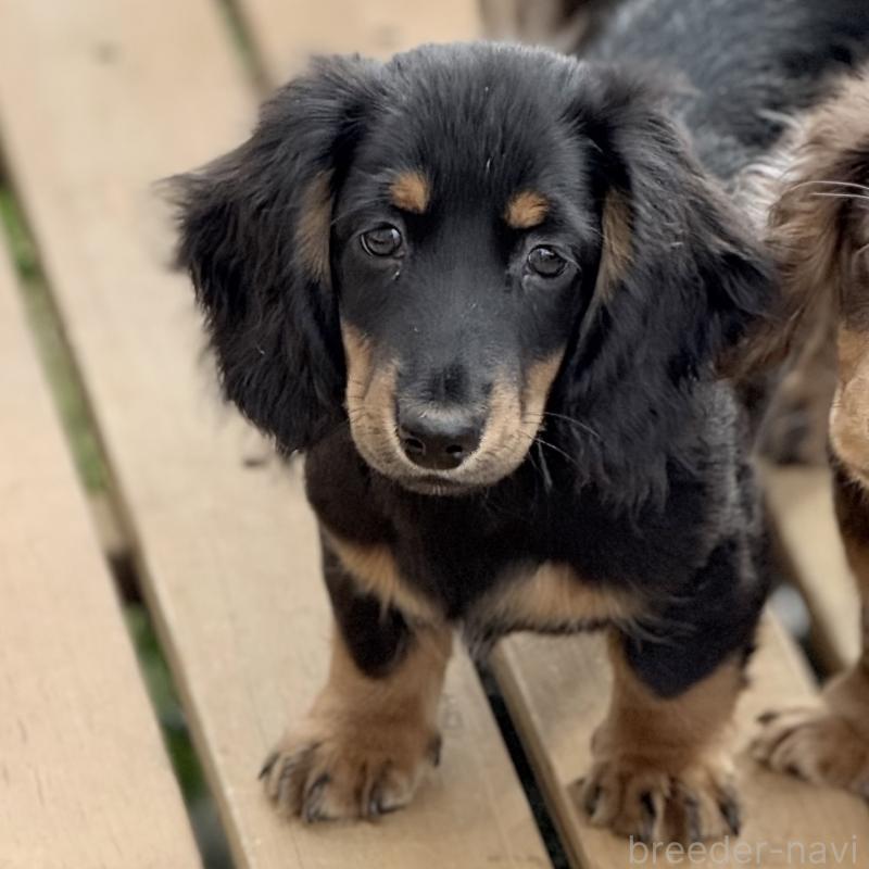 販売中の埼玉県のミニチュアダックスフンド(ロングヘアード)-449398