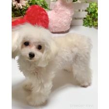 ♀︎ティーカッププードル