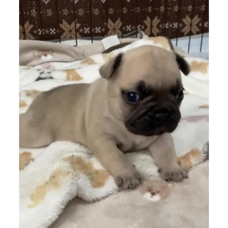 販売中の山口県のフレンチブルドッグ-454894の3枚目