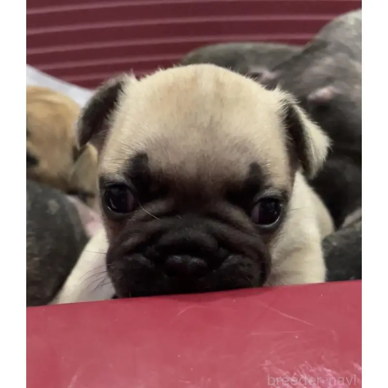 販売中の山口県のフレンチブルドッグ-454894の2枚目