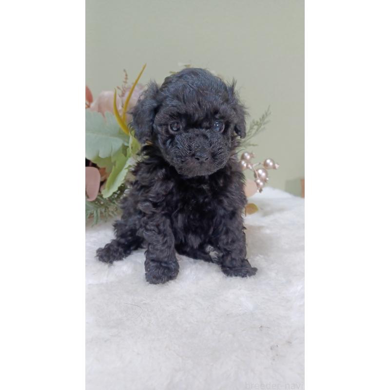 販売中の大阪府のタイニープードル-454895の5枚目