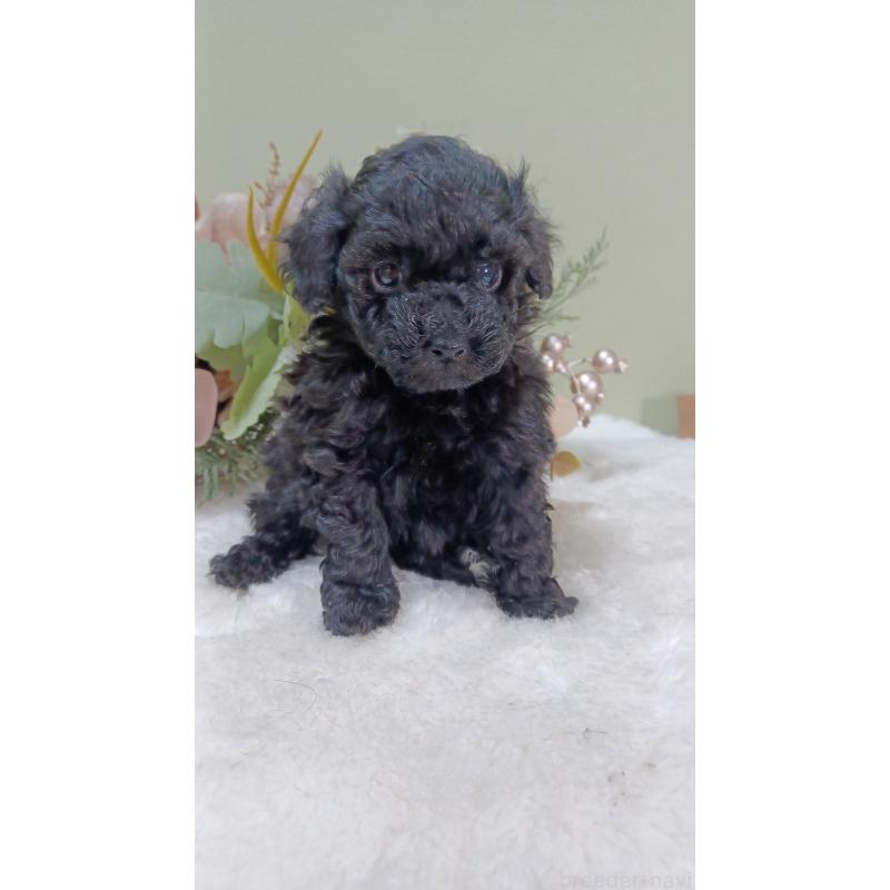 販売中の大阪府のタイニープードル-454895の4枚目