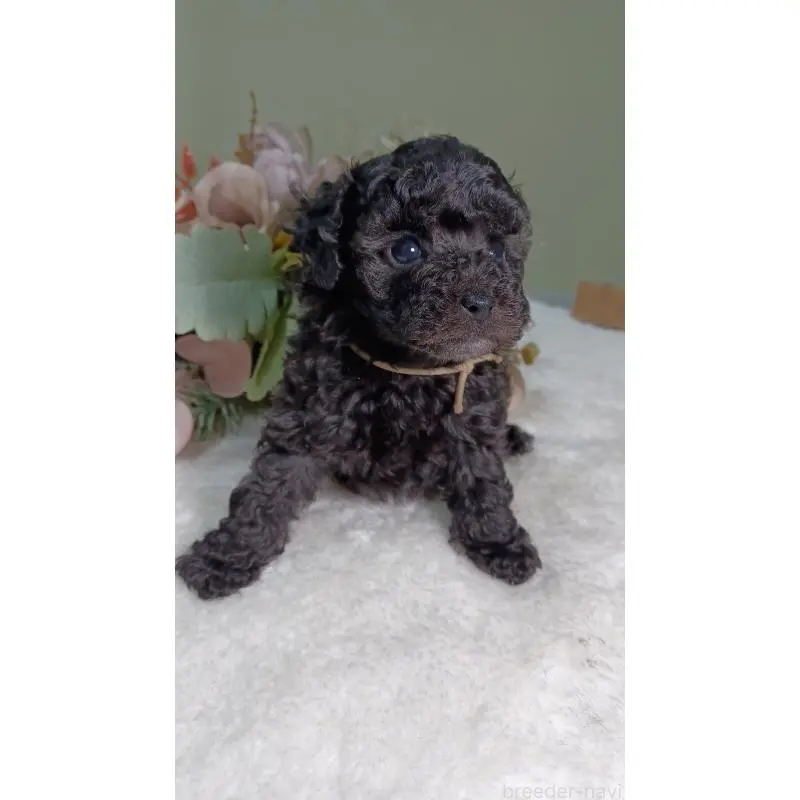 販売中の大阪府のトイプードル-454896の5枚目