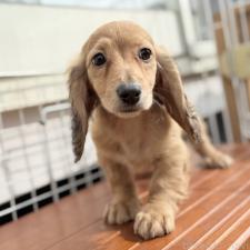 ♀︎ミニチュアダックスフンド(ロングヘアード)