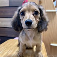 ♀︎ミニチュアダックスフンド(ロングヘアード)