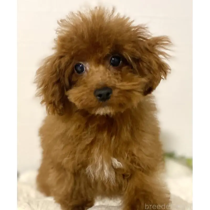 販売中の静岡県のトイプードル-454898の5枚目