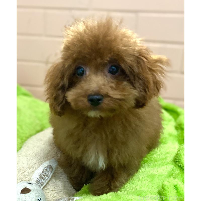 販売中の静岡県のトイプードル-454898の4枚目