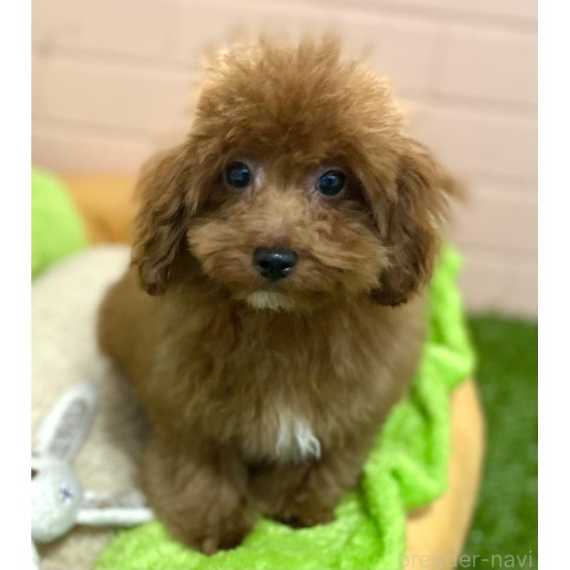 販売中の静岡県のトイプードル-454898の2枚目