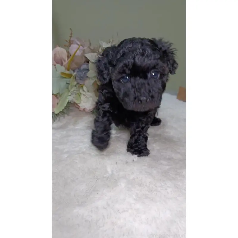 販売中の大阪府のトイプードル-454897の7枚目