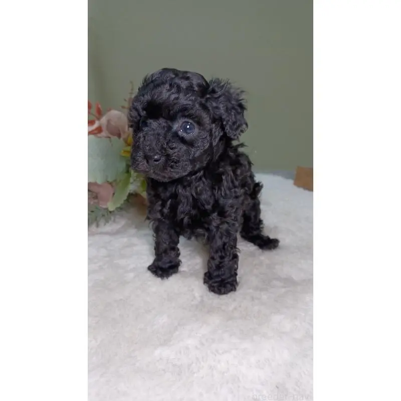 販売中の大阪府のトイプードル-454897の6枚目