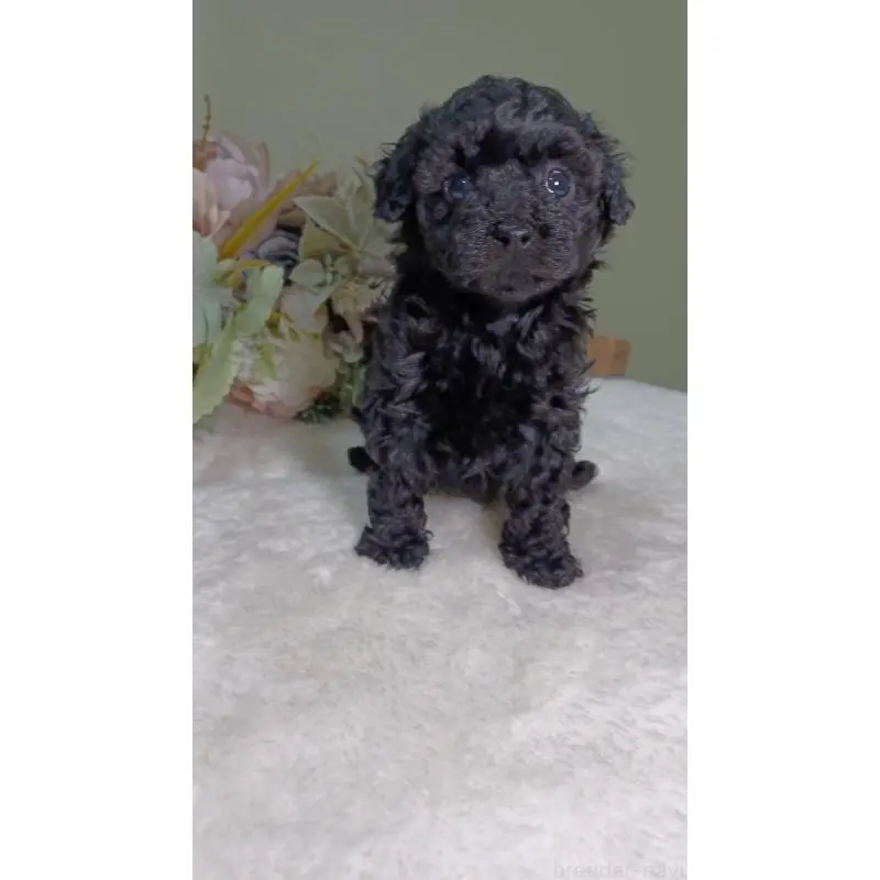 販売中の大阪府のトイプードル-454897の5枚目