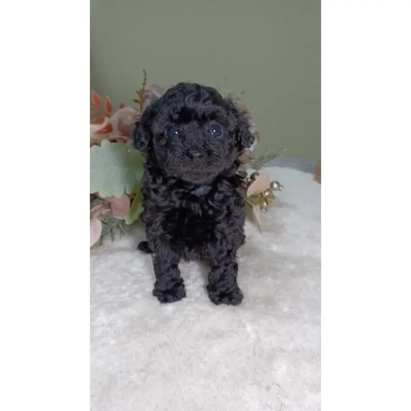 販売中の大阪府のトイプードル-454897の4枚目