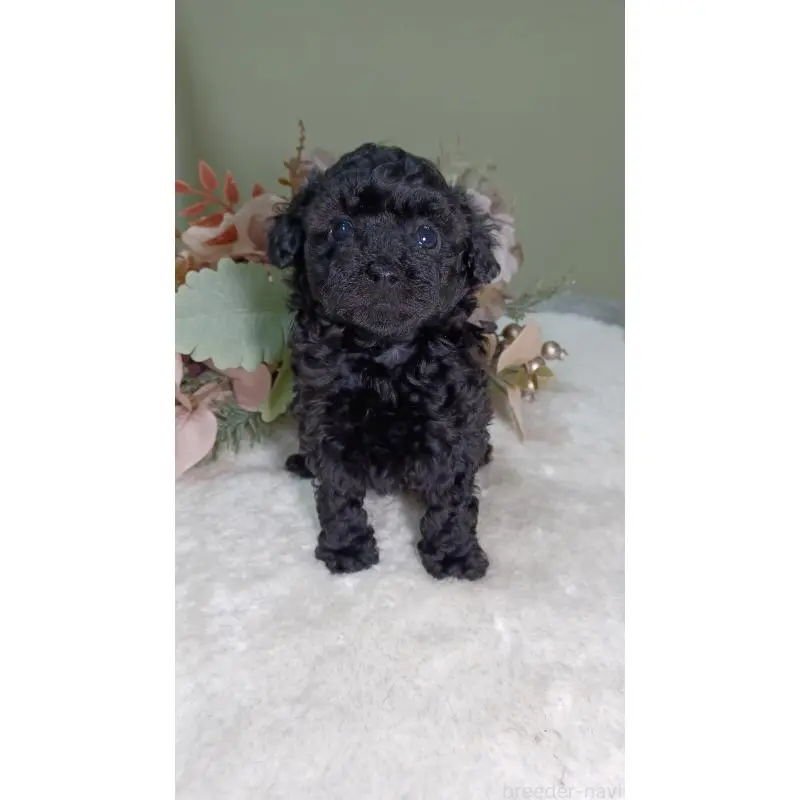 販売中の大阪府のトイプードル-454897の3枚目