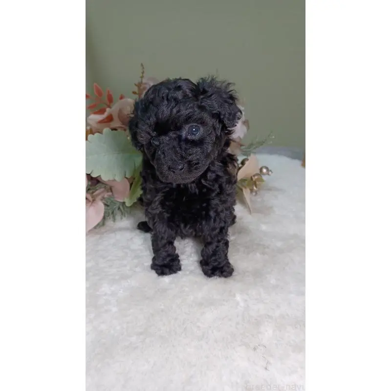 販売中の大阪府のトイプードル-454897の2枚目