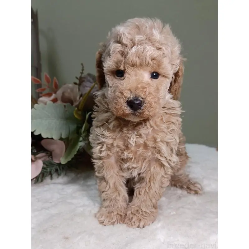 販売中の大阪府のトイプードル-454899