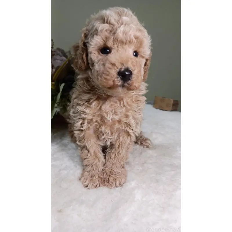 販売中の大阪府のトイプードル-454899の6枚目