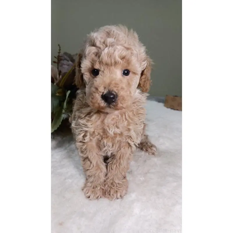 販売中の大阪府のトイプードル-454899の5枚目