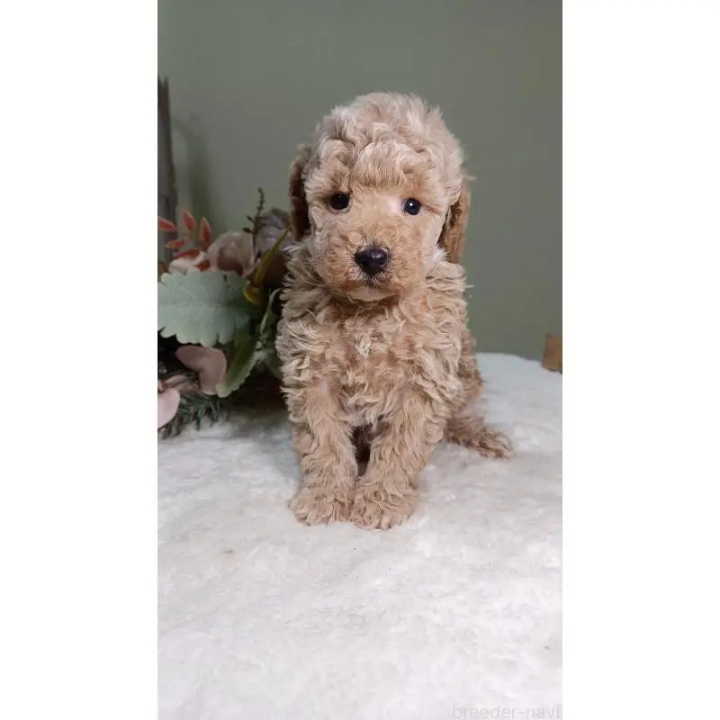 販売中の大阪府のトイプードル-454899の4枚目