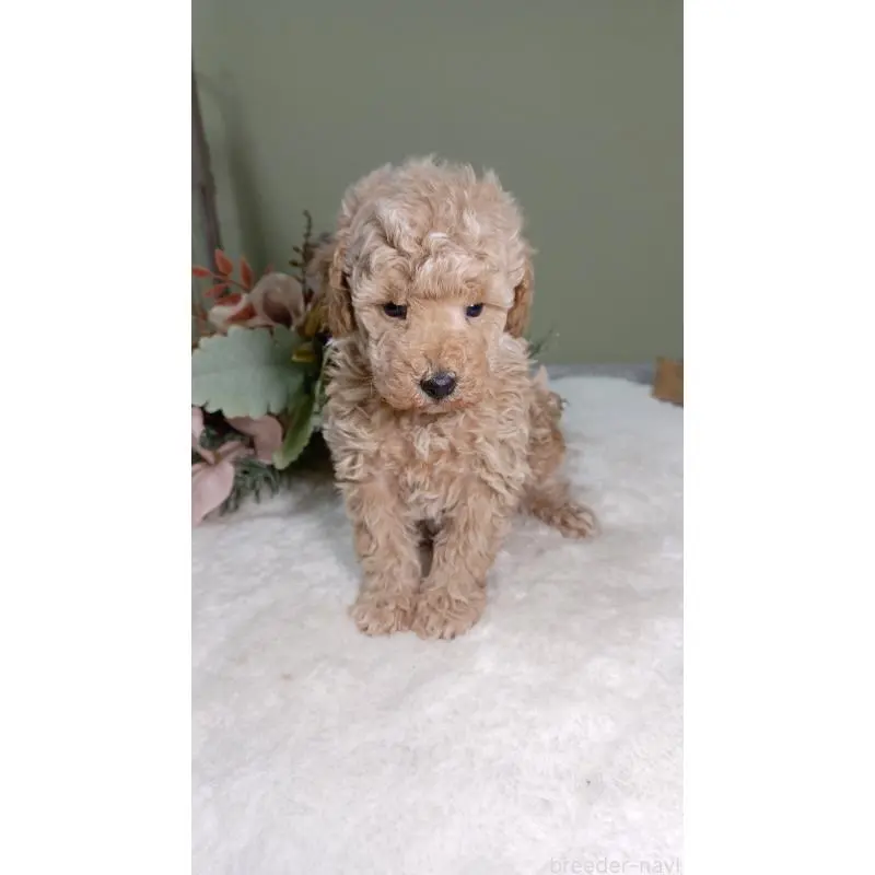 販売中の大阪府のトイプードル-454899の3枚目