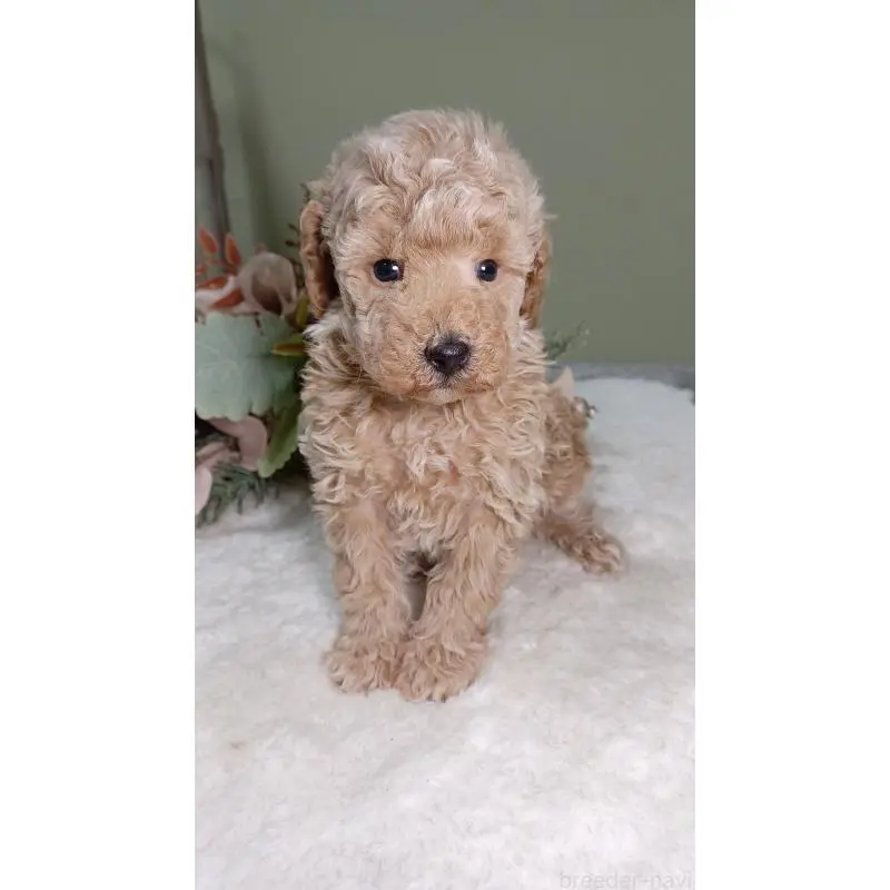 販売中の大阪府のトイプードル-454899の2枚目