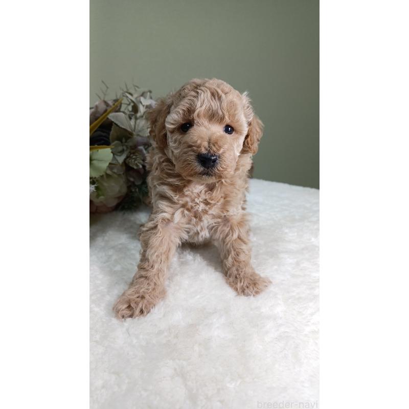 販売中の大阪府のトイプードル-454900の6枚目