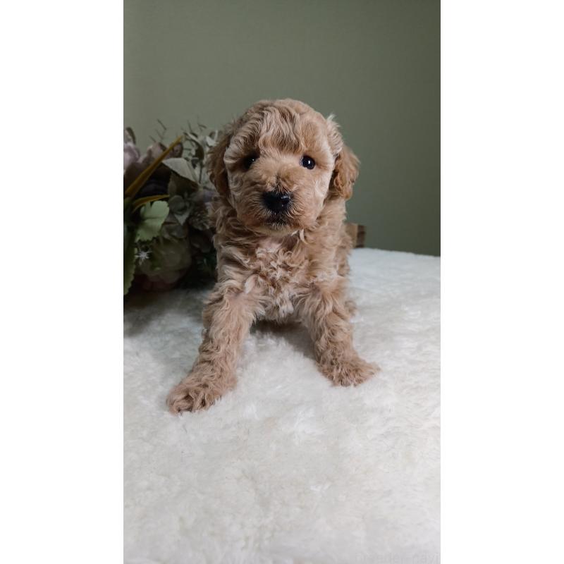 販売中の大阪府のトイプードル-454900の5枚目