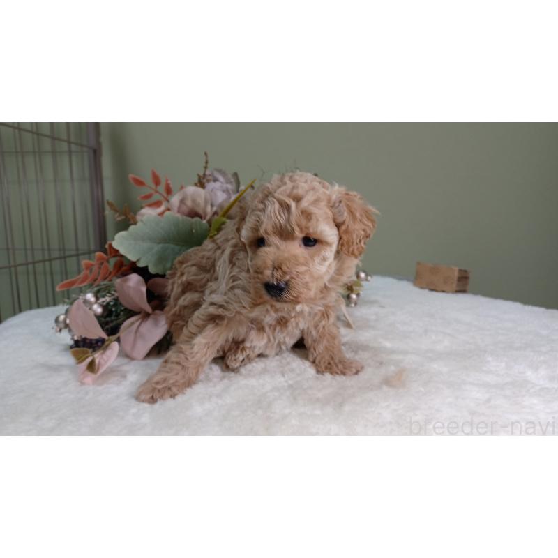 販売中の大阪府のトイプードル-454900の4枚目