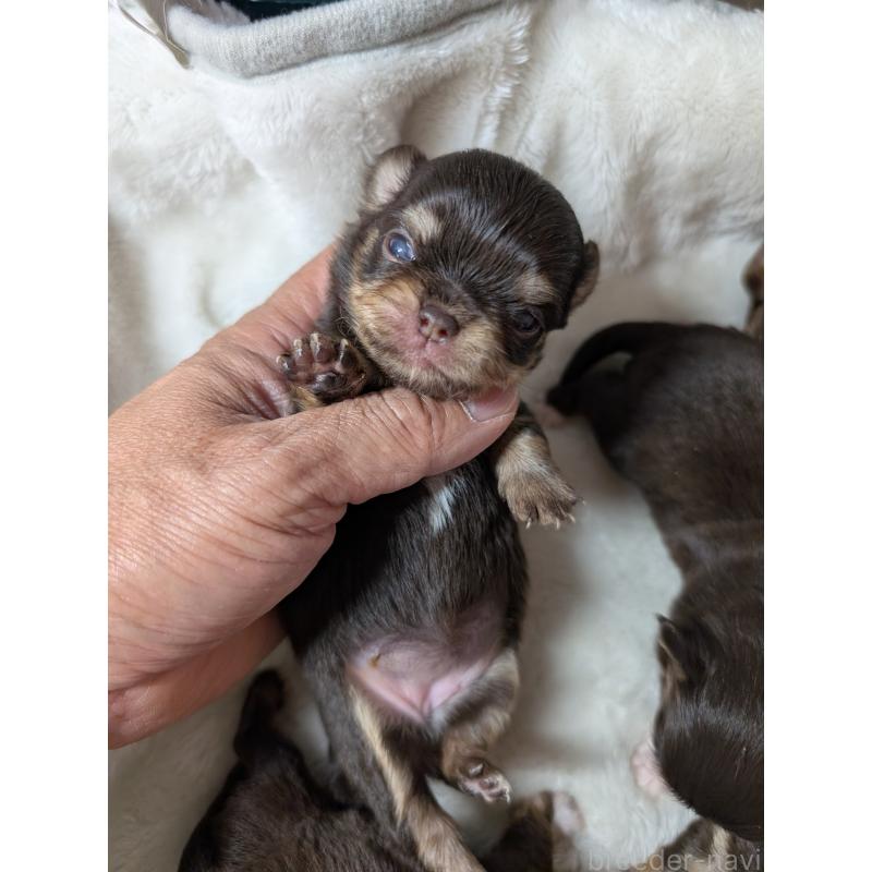 販売中の愛知県のチワワ(ロングコート)-454901