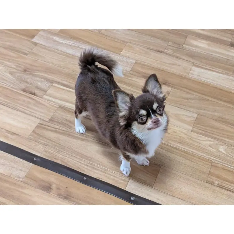 ミルキーちゃん3枚目