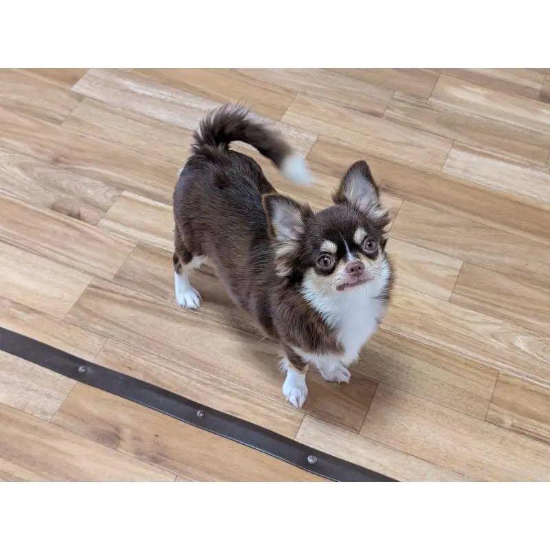 ミルキーちゃん4枚目